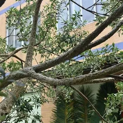 Large Faux Olive Tree Customized For Outdoor manufacturers