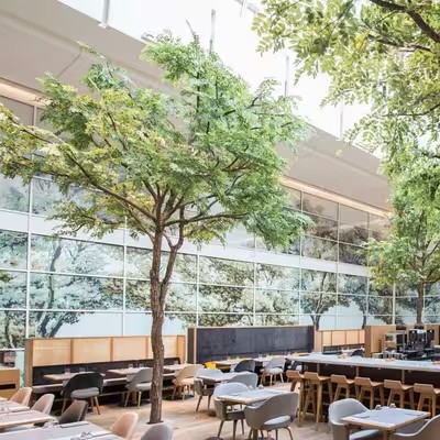 Cây cảnh nhân tạo Ficus