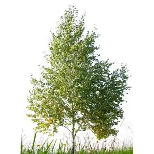 Cây bạch dương trắng nhân tạo