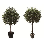 Cây trần giả Olive