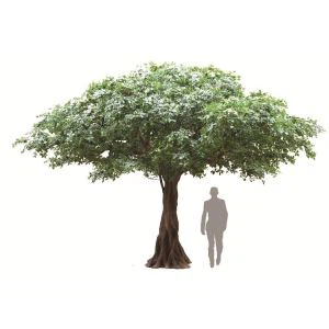 Cây ô liu lụa đen