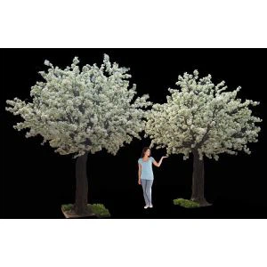 Trắng Cherry Blossom Tree cho đám cưới