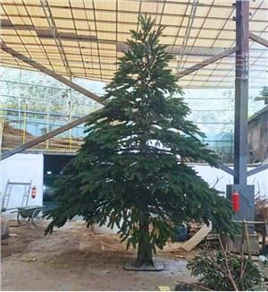 Cây vân sam Noway nhân tạo khổng lồ